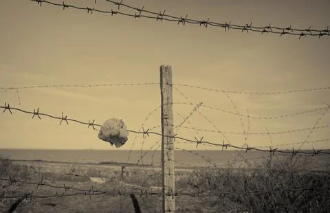 Barbed wire Foto stock