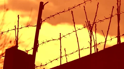 Barbed wire prison sunset orange background swinging tree branch Stock Footage 57111135