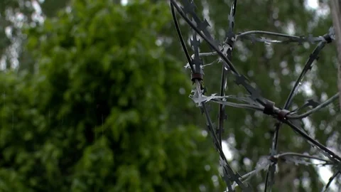 The barbed wire in the prison is wound on top of the fence, it is raining. Stock Footage 79688702