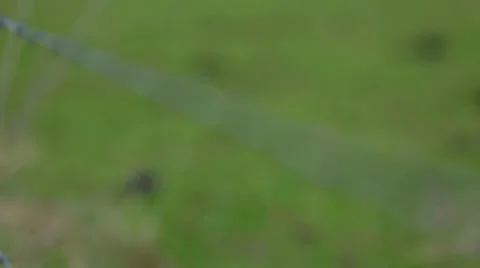 Barbed Wire Rack Close Stock Footage 37301171