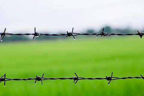 Barbed wire with rice background after raining Stock Photos