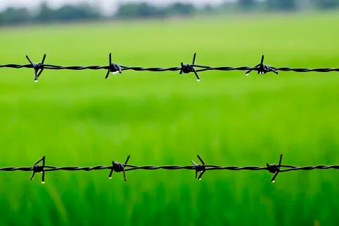 Barbed wire with rice background after raining Stock Photos