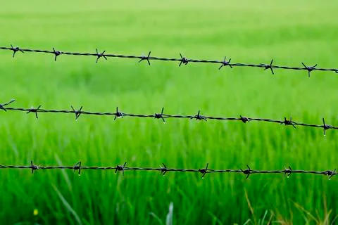 Barbed wire with rice background after raining Stock Photos