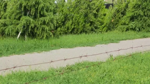 Barbed wire separating green areas and paved path Vidéo 310880556