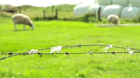 Barbed Wire With Sheep In The Background Stock Footage 8826452