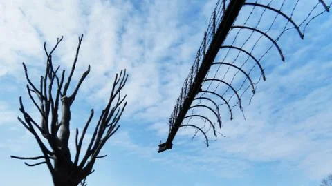 Barbed Wire with Sky and Tree Stock Photos