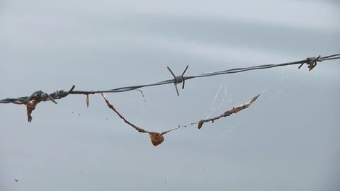 Barbed wire with spider web Vídeo Stock 111491390