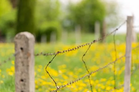 Barbed wire in the spring landscape Stock Photos