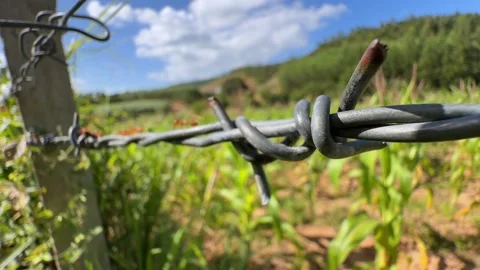 Barbed wire stretches across the frame with ants walking along it, set against Stock Footage 329276057