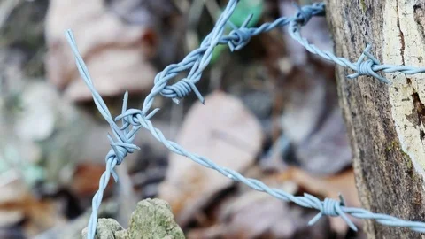 Barbed Wire on Stump 4K Stock Footage 83864866