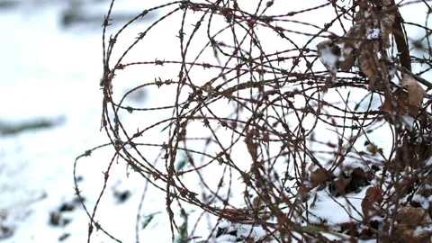 Barbed wire symbol of World War One battlefields after snowfall Stock Footage 102173361