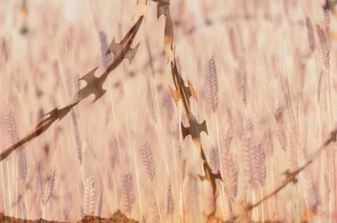 Barbed wire in wheat field Stock Photos