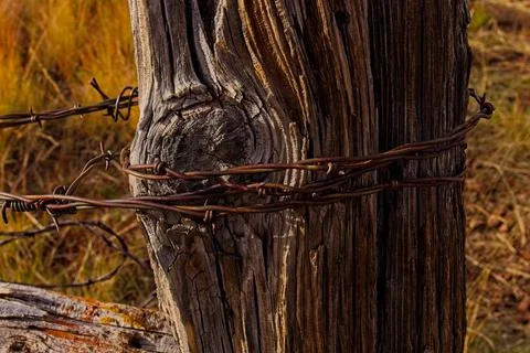 Barbed wire wrapped around an old fence post. Stock Photos