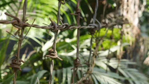 Barbed wire wraps around a fence support post positioned near vegetation forming Stock Footage 336318425