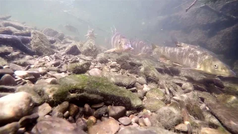 Barbel, barbus barbus Stock-Footage 85561564