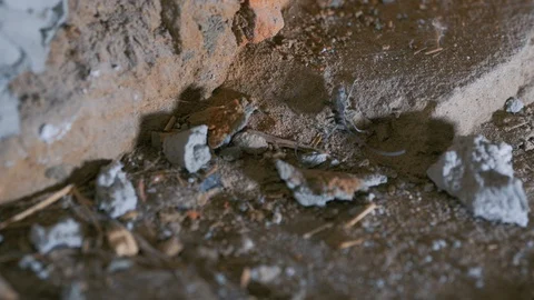 The barbel beetle crawls on the rocks. Macro mode. Nocturnal. Long antennae of Stock Footage 130077887