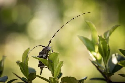 Barbel beetle on a leaf at close range Stock Photos