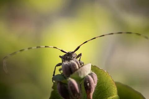 Barbel beetle on a leaf at close range Stock Photos