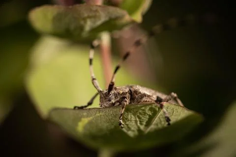 Barbel beetle on a leaf at close range Stock Photos