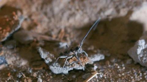 The barbel beetle moves its long antennae and scares the enemy. Bark beetle Stock Footage 130077893