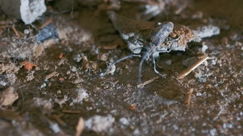 The barbel beetle moves its long antennae and scares the enemy. Bark beetle Stock Footage 132028823