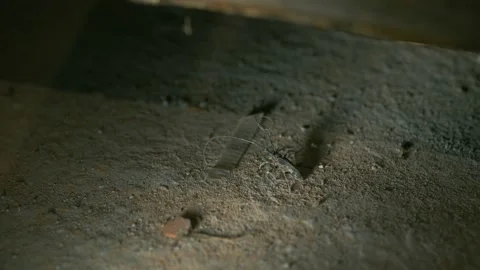 The barbel beetle moves its long antennae and scares the enemy. Bark beetle Stock Footage 132028875