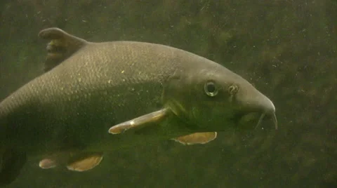 Barbel Fish medium shot 動画素材 51450619