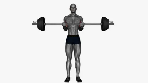Barbell bicep curl normal grip fitness exercise workout animation male muscle hi Vidéo 243984827