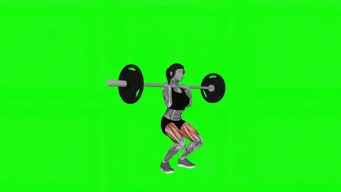 Barbell Clean-grip Front Squat female fitness gym exercise workout animation mus Stockbeeldmateriaal 247706987