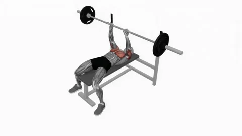 Barbell close grip bench press fitness exercise workout animation male muscle hi Видео 243985594
