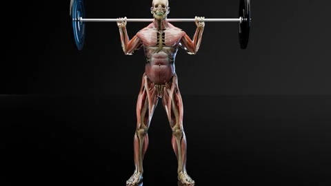 Barbell parallel Squat Exercise. Bodybuilding gym exercising, Olympic Squat Stock Footage 277947240