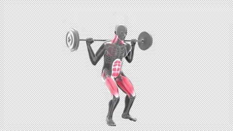 Barbell Parallel Squat Stock Footage 158326174