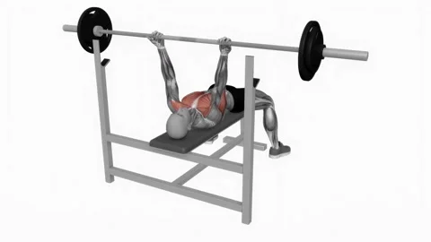 Barbell reverse grip bench press fitness exercise workout animation male muscle  Stockbeeldmateriaal 243985629