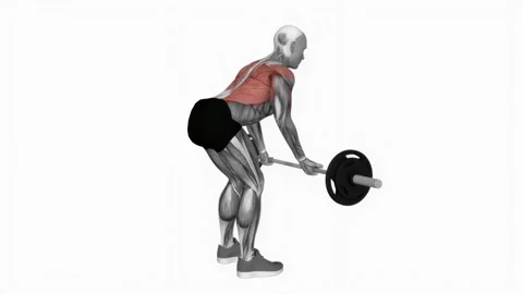 Barbell reverse grip bent over row fitness exercise workout animation male muscl Stockbeeldmateriaal 243983128
