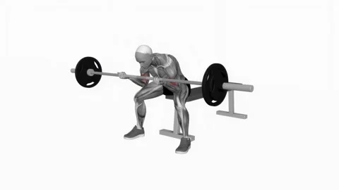 Barbell seated concentration biceps curl fitness exercise workout animation male Video stock 243984889