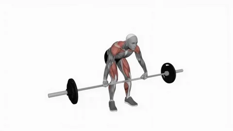 Barbell snatch pull fitness exercise workout animation male muscle highlight 4K Vidéo 243986509