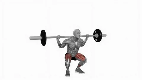 Barbell squat with 2 sec hold fitness exercise workout animation male muscle hig Видео 243988848