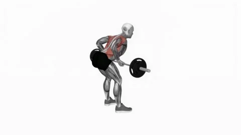 Barbell Underhand Bent-over Row fitness exercise workout animation male muscle h 動画素材 243983198