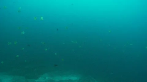 Barber fish scalloped hammerhead shark backgrond Stock Footage