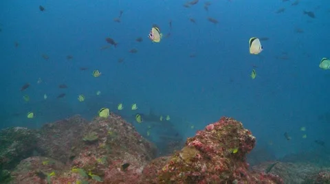 Barber fish shark Stock-Footage 55514429