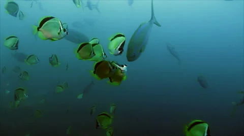 Barberfish cleaning rainbow runner, pacific ocean Stock Footage 42890157