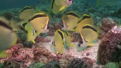 Barberfish Video stock 79297643