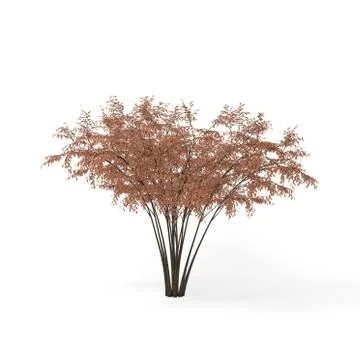 Barberri tree. Isolated on white background. 3D rendering illustration. Иллюстрация