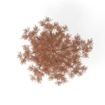 Barberri tree. Isolated on white background. 3D rendering illustration. Stock Illustration
