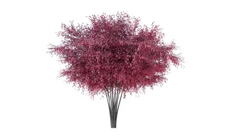 Barberri tree moving in the wind on white background.3D realistic tree isolated Stock Footage 148282853