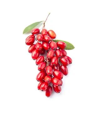 Barberries brunch Foto stock