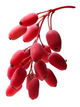 Barberries bunch, clipping path Stock Photos