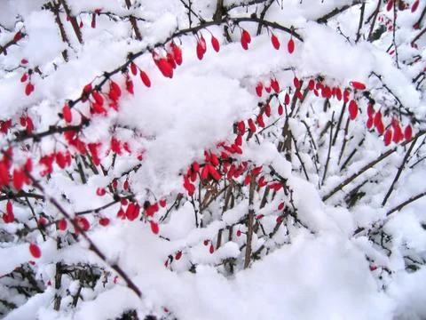 Barberries in the snow Stock Photos