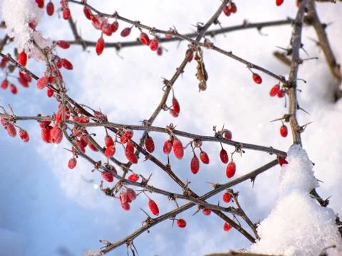 Barberries in the snow Stock Photos