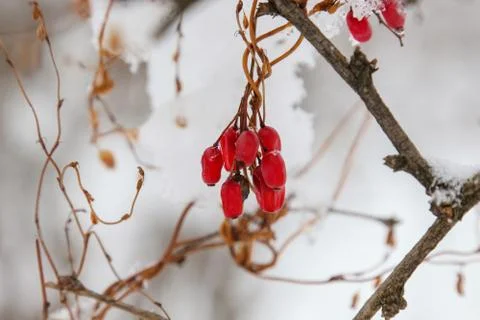 Barberries in the snow Stock Photos